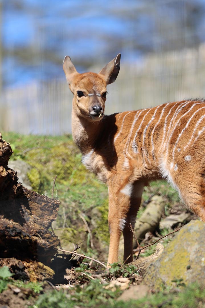 Nyala calf Eugene standing on a hillside looking to the right. IMAGE: Amy Middleton 2023